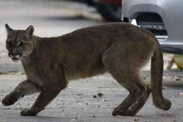 واقعة تكرّرت خلال أشهر "الإغلاق".. أسد في شوارع العاصمة!  via @Lebanon24 
#lebanon24