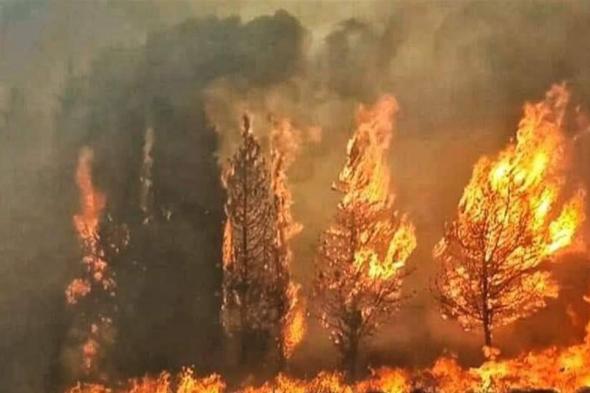 الحرائق تلتهم أحراج الشمال... مناشدات لحماية الاشجار المعمرة  via @Lebanon24 
#lebanon24